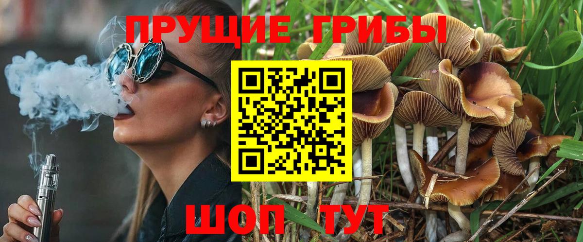 Псилоцибиновые грибы Psilocybe  Вход с VPN  Рославль 